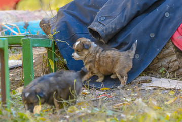 homeless mongrel puppies