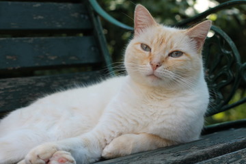 chat