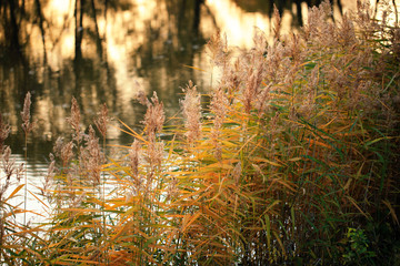yellow green grass with panicles on the lake, a reflection of trees in the water. autumn landscape