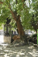 old tree in the park