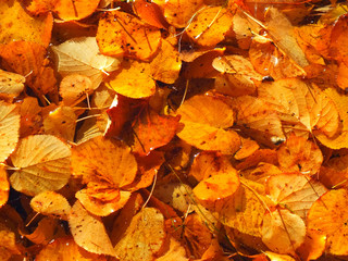 autumn leaves