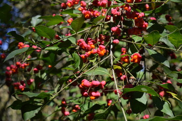 Gewöhnlicher Spindelstrauch mit reifen Früchten (Euonymus europaeus )