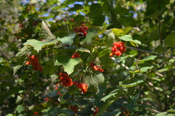 Früchte des Gemeinen Schneeballs (Viburnum opulus)