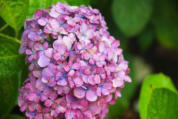 Pink hydrangea with a blue heart: delicate petals in green leaves, bud consists of small inflorescences. Beautiful fragrant flower.