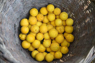 Orange trifoliée de Chine (Poncirus trifoliata)