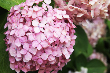 Pink hydrangea with a blue heart: delicate petals in green leaves, bud consists of small inflorescences. Beautiful fragrant flower.