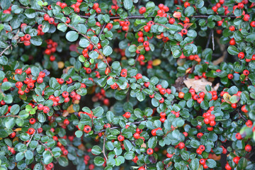 Cotoneaster horizontalis aux fruits rouges en automne