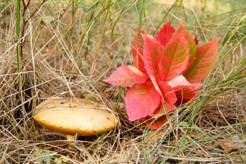 Mushroom with red leaves in dry grass
