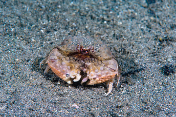 Calappa crab Calappa sp.