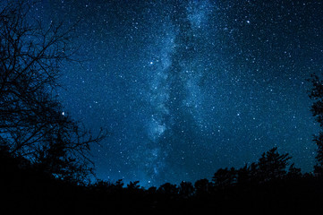 森林の中から撮影した天の川