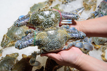 hand holding crab