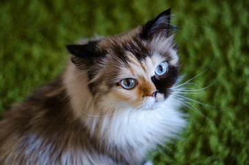 Cat with cosmic blue eyes looks at camera on green background