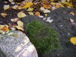 Laub im herbstlichen Garten