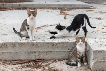 group of cats