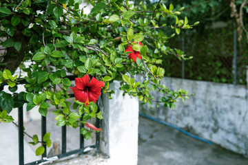 Naklejka na ściany i meble red flowers in the garden