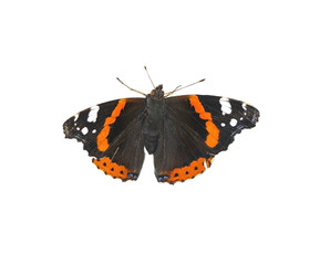 Red Admiral butterfly isolated on white background