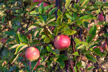 Red small apples, organic, bio, with a worm straight from the orchard