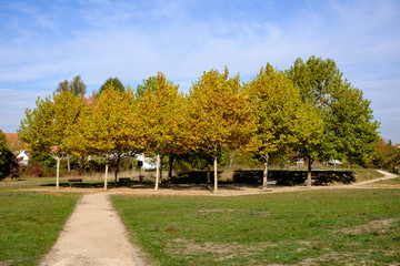 Herbstliche Baumgruppe