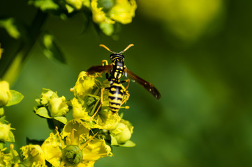 Vespa sui fiori gialli