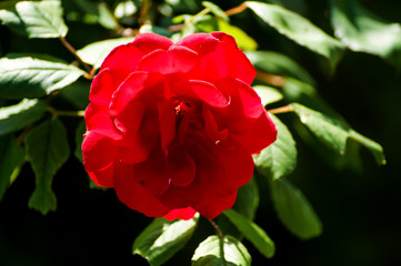 Primo piano rosa rossa