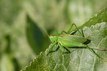 grasshopper on a green leaf,The insect was masked in the green color of the leaves of the plant