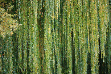 Green tree branches falling down - willow or Salix alba.  Detail and pattern - obrazy, fototapety, plakaty