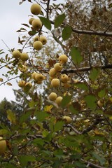 fall, autumn, apples, orchard, red, gold, golden, leaves, pumpkins, orange