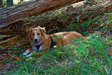  Border collie 