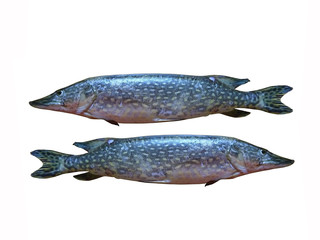 Живая рыба. Речная щука на белом фоне. Изолированный.