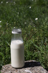 Milk Photography