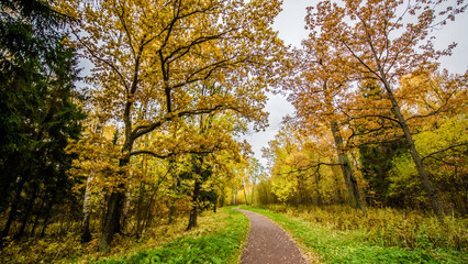 Fallen leaves on road in the forest, autumn landscape, nature trail 
