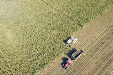 Obraz premium Agriculture cutting silage and filling trailer in field Aerial View