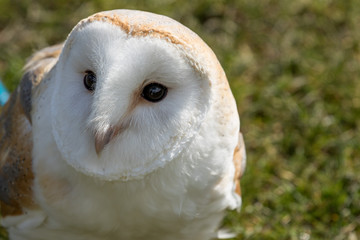 White Barn Owl close-up.