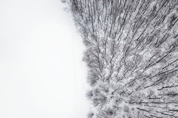 Winter forest from above. Aerial view forest and snow.
