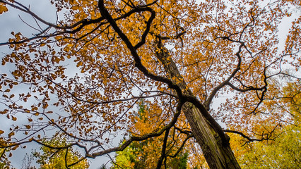 Fallen leaves on road in the forest, autumn landscape, nature trail 