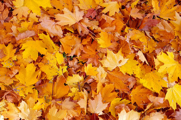 Naklejka na ściany i meble Bright yellow autumn background from close-up of fallen foliage of maple tree