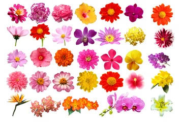 Papier Peint photo Lavable Fleurs flowers isolated on white background include clipping path