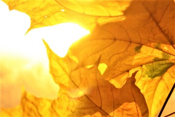 autumn leaves on wooden background