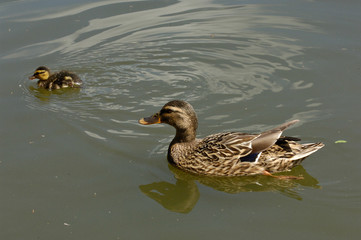 canards