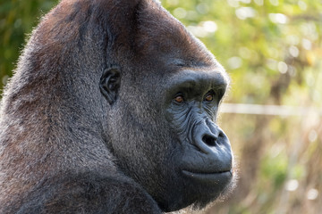 Profile of Western Lowland Gorilla, adult male silverback. Photographed at Port Lympne Safari Park near Ashford Kent UK. © Lois GoBe
