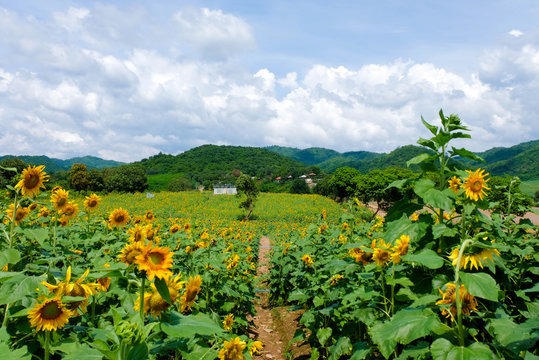 Sunflower field Natural flowers are yellow, green stems. Behind the clouds and mountains.