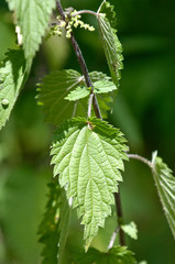 vegetal ortie santé feuille nature