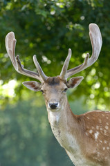 Belgique Wallonie Chevetogne paysage animaux Daims