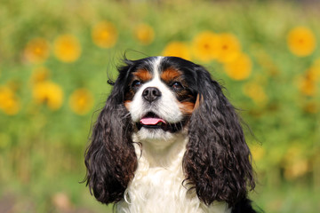 cavalier king charles spaniel, tricolour, Sonnenblumen, kopf, portrait