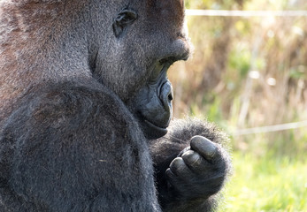 Profile of Western Lowland Gorilla, adult male silverback. Photographed at Port Lympne Safari Park near Ashford Kent UK.