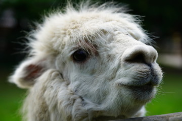 Alpaca