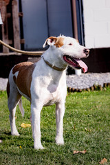 A cross griffon dog living in an animal shelter in belgium