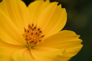 Close-up yellow cosmos flower in the evening