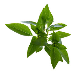 Basil on white background