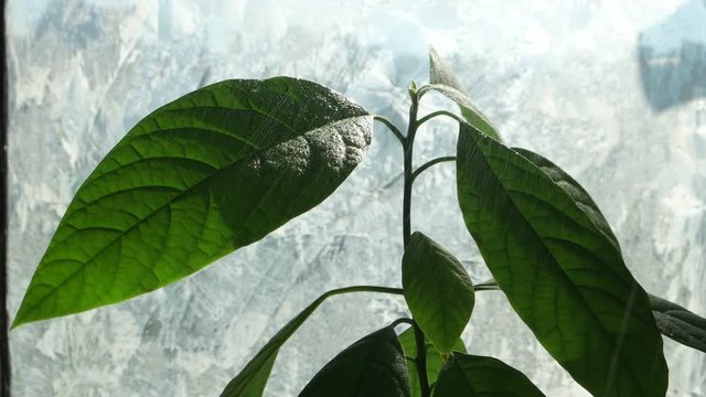 Watering avocado seedling against the background of a window with frosty patterns 